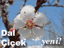 Dal-�i�ek Foto�raf Alb�m�