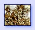 As�l Boyutuyla G�rmek ��in T�klay�n