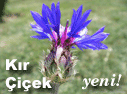 K�r-�i�ek Foto�raf Alb�m�