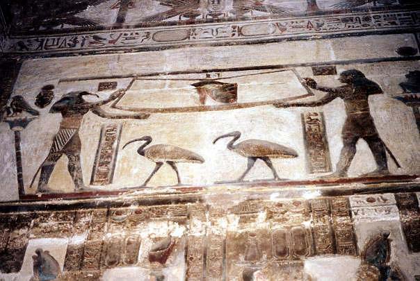 Reliefdendera3