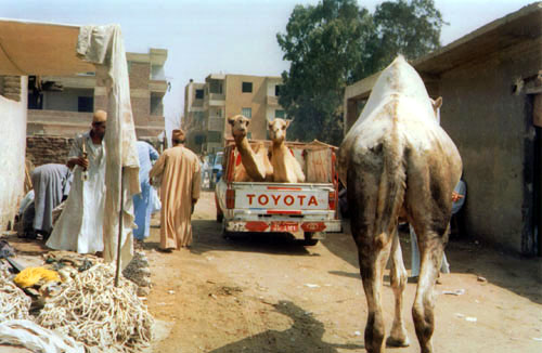 camel3