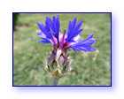 K�r-�i�ek Foto�raf Alb�m�