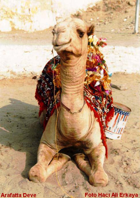 arafattadeve